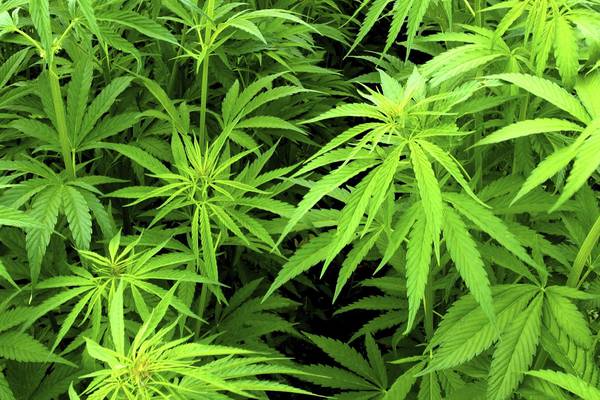 Suspected cannabis growhouse found in Dublin restaurant