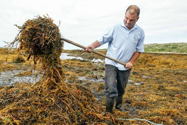 What’s happening with our seaweed and why should we care?