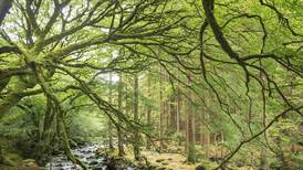 Two roads diverged — Frank McNally on historical confusion between the Irish Forestry Society and the Irish National Foresters