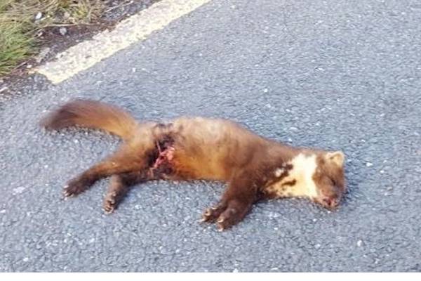 Is this roadkill in Mayo a weasel or a stoat? – readers’ nature notes and queries
