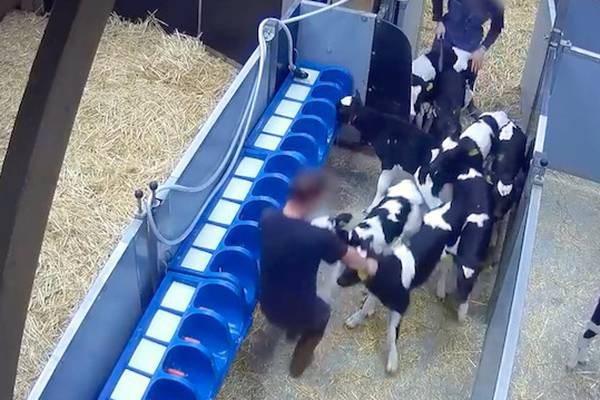 ISPCA condemns ‘cruel handling’ of Irish calves in France