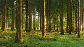 Coillte praises Sitka spruce as the ‘Friesian cow of trees’