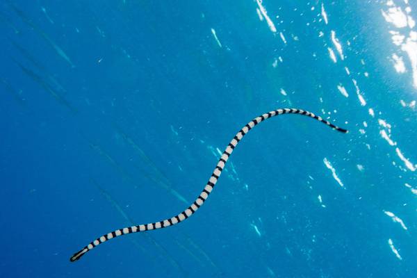 Man dies from sea snake bite off Australian coast