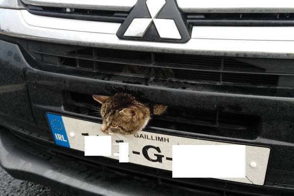 Engine is purring: gardaí spot cat in front grille of moving car