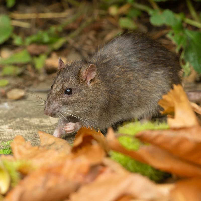 Rats in Dublin: ‘You can hear them at night, when you’re lying in bed. It really is extremely distressful’