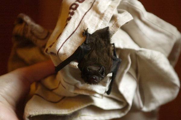 Driven batty: The scary reality of bats in your house