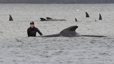 Rescuers rush to save hundreds of stranded pilot whales in Australia