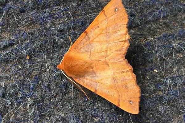 What’s this unusually coloured moth called? Readers’ nature queries