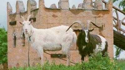 Goat crowned king at Puck Fair may get a fan to deal with heat