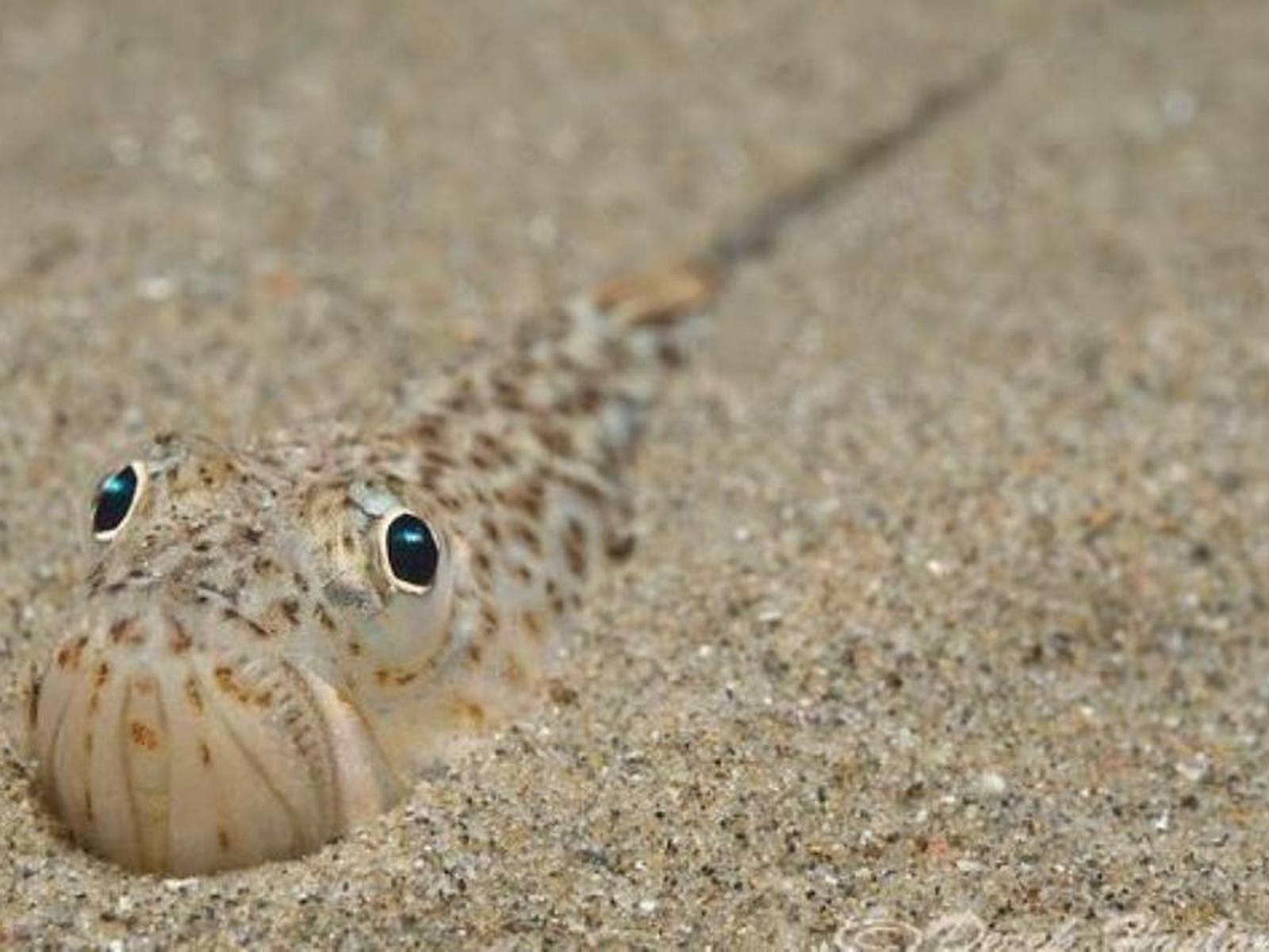 Warning to beach-goers over venomous weever fish hiding in the