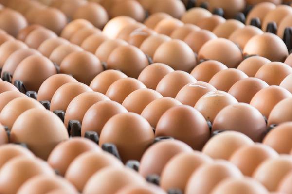 Laid-off egg plant workers secure redundancy payments