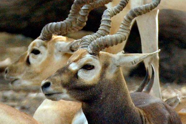 Bollywood star convicted of poaching deer