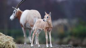 Dublin Zoo welcomes the birth of a  baby oryx