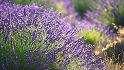 Gardening: Aromatic lavender brings Mediterranean tranquillity