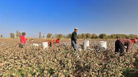 The human cost of our cotton