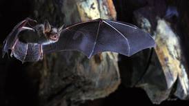 Bats reveal genetic basis for extended lifespan and ability to resist cancer