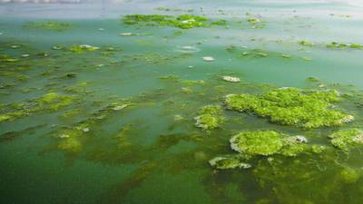‘Algal bloom’ hits water supplies from  Vartry reservoir