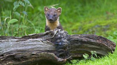 Study finds numbers of elusive pine martens on rise in midlands
