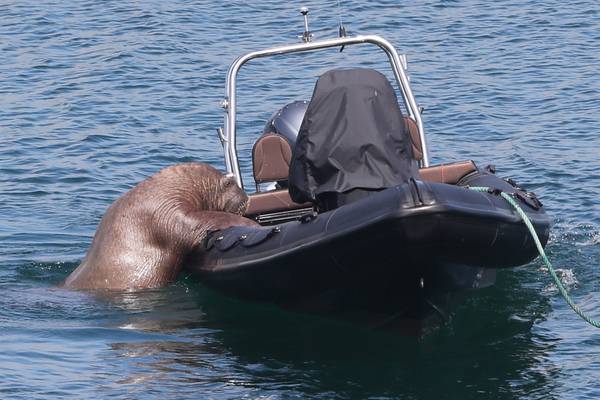 People urged not to approach walrus spotted off Co Cork coast