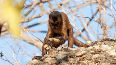 Monkey toolmakers smash some long-held beliefs