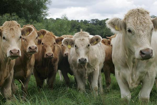 Approval for 14 Irish meat plants to export beef to China