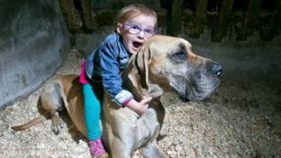 Family mourns loss of Charlie, the life-saving Great Dane