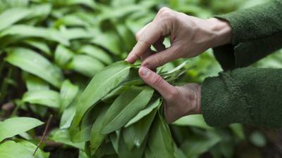 Give your foraged wild garlic pesto an Irish twist