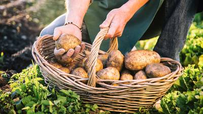 On the trail of the potato, from Peru to Youghal