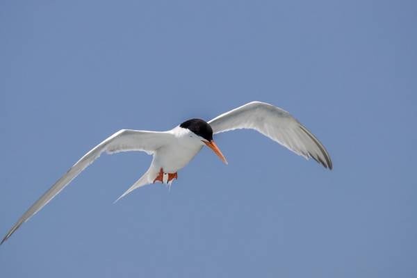 Record number of Roseate Tern seabirds breed on Wexford island
