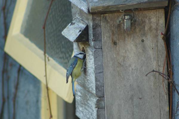 Why do blue tits insist on pecking the nestbox? Readers’ nature queries