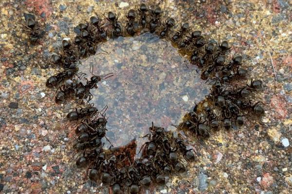 What are these ants up to? Readers’ nature queries