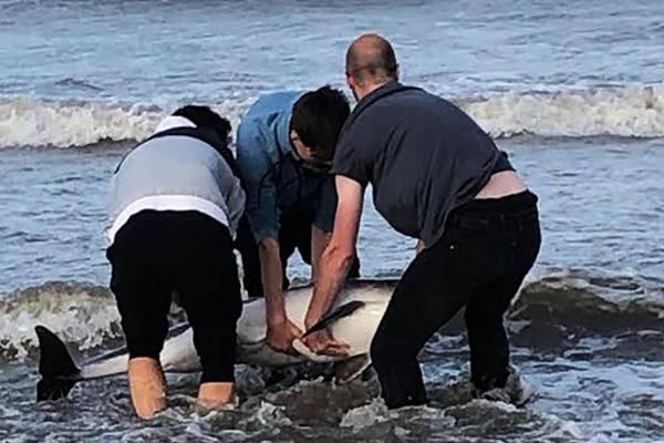 Three friends rescue stranded dolphin in Co Meath