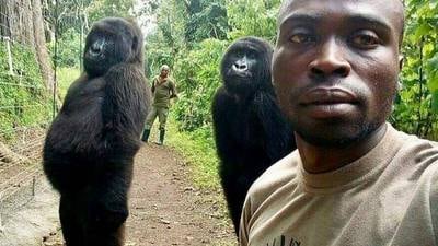 Gorilla selfie: Park ranger explains how he took viral photo