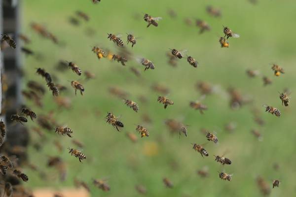 Cork start-up that uses IoT to save bees scoops top prize