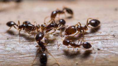 ‘Ants on her desk’: How some students were awarded ‘estimated grades’
