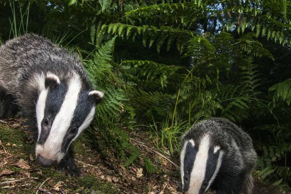 State moves away from killing badgers and will vaccinate them instead