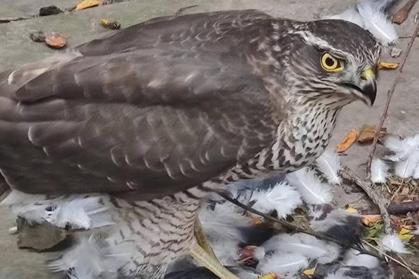 The cat hasn’t been killing pigeons, this bird has, what is it? Readers’ nature queries