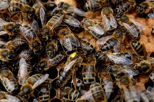 Insecticide residues found in large number of Irish honey samples
