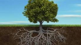 Irish Roots: Get advice from genealogists