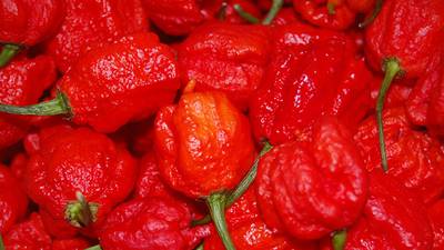 World’s hottest chilli pepper goes on sale in Ireland