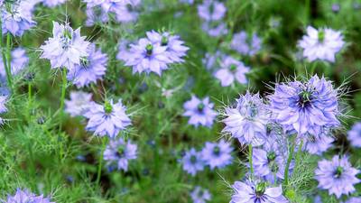 Five great  hardy annuals to try this year