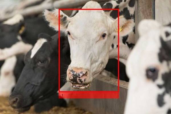 Irish start-up which developed facial recognition for cows raising over $50m