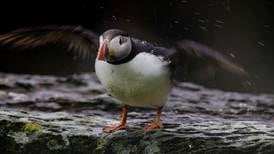 Early departure of puffins after nesting on Skellig Michael leaves experts confused