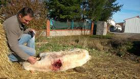 Return of the wolf    haunts Spanish farmers