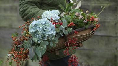 Decorate your Christmas with garden foliage