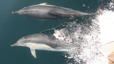 Dead dolphins in Kerry lead to call for EU action