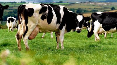 Beef exports to  US  worth just €194,000 since lifting of ban
