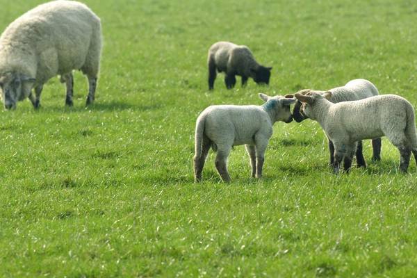 Reward offered after dozens of sheep stolen in Co Kerry