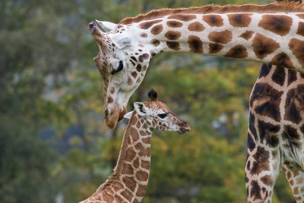 Carers left ‘humiliated’ by Fota Wildlife Park entry policy