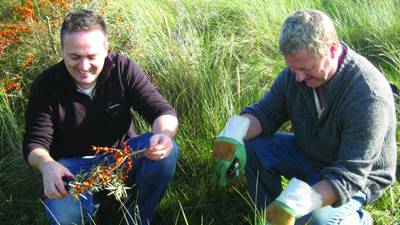 How to make a meal of our sea buckthorn problem